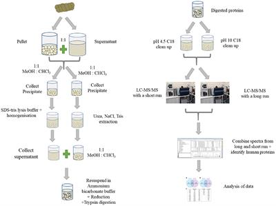 Analysis of Human Faecal Host Proteins: Responsiveness to 10-Week Dietary Intervention Modifying Dietary Protein Intake in Elderly Males